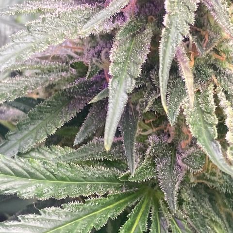 Baker bros  growlog timeline photo