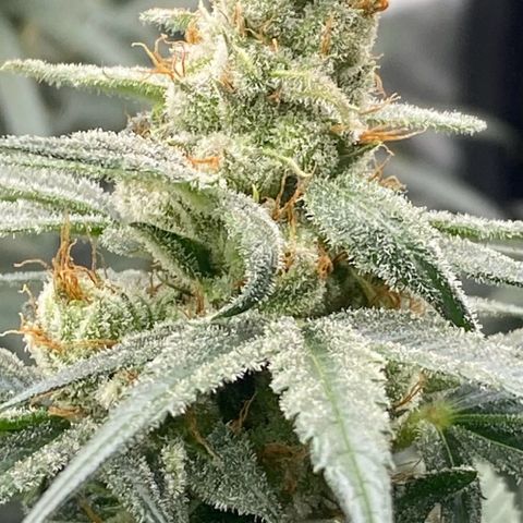 Baker bros  growlog timeline photo