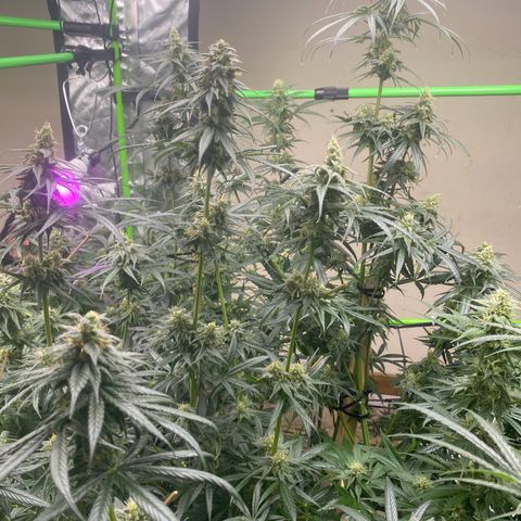 Baker bros  growlog timeline photo
