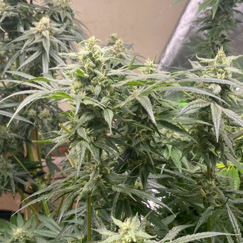 Baker bros  growlog timeline photo