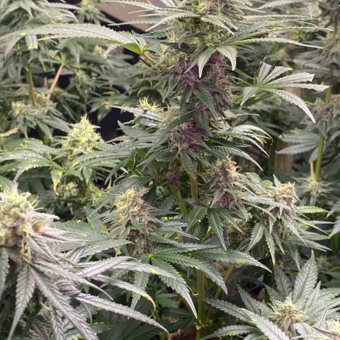 Baker bros  growlog timeline photo