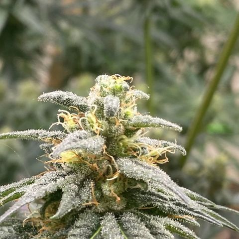 Baker bros  growlog timeline photo