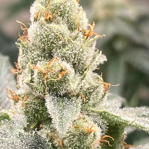 Baker bros  growlog timeline photo