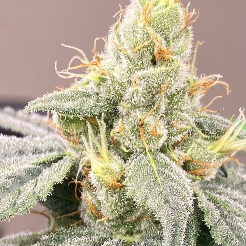 Baker bros  growlog timeline photo