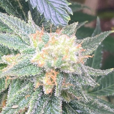 Baker bros  growlog timeline photo