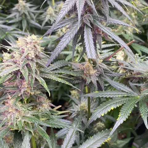 Baker bros  growlog timeline photo
