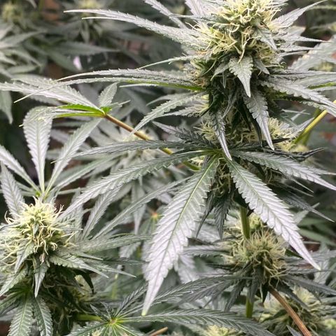 Baker bros  growlog timeline photo