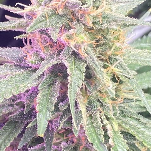 Baker bros  growlog timeline photo