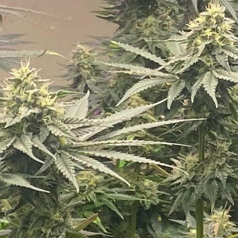 Baker bros  growlog timeline photo