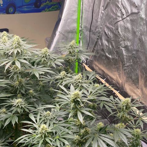 Baker bros  growlog timeline photo