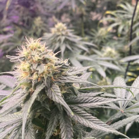 Baker bros  growlog timeline photo
