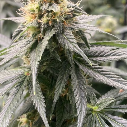 Baker bros  growlog timeline photo