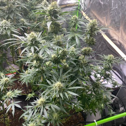 Baker bros  growlog timeline photo