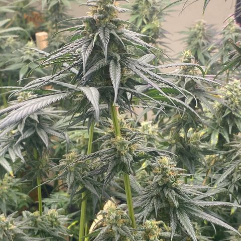 Baker bros  growlog timeline photo