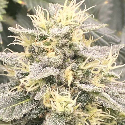 Baker bros  growlog timeline photo