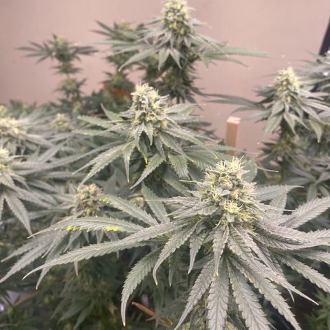 Baker bros  growlog timeline photo
