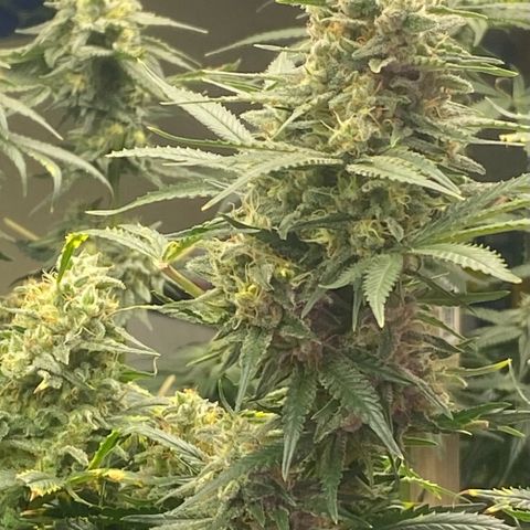 Baker bros  growlog timeline photo