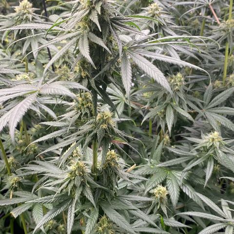 Baker bros  growlog timeline photo