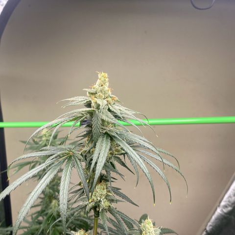 Baker bros  growlog timeline photo