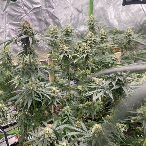 Baker bros  growlog timeline photo