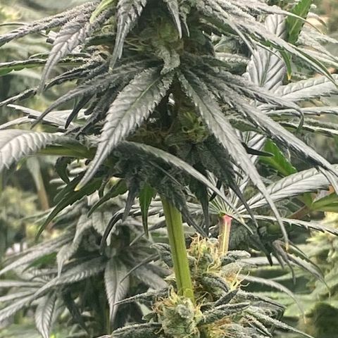 Baker bros  growlog timeline photo