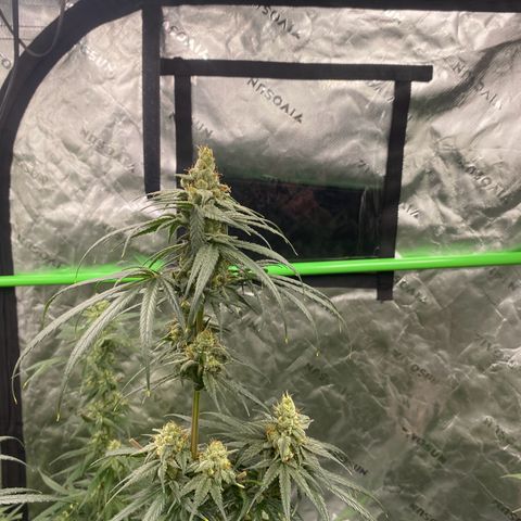 Baker bros  growlog timeline photo