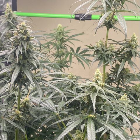 Baker bros  growlog timeline photo