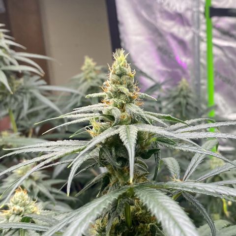 Baker bros  growlog timeline photo