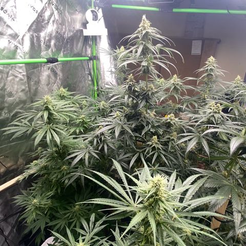 Baker bros  growlog timeline photo