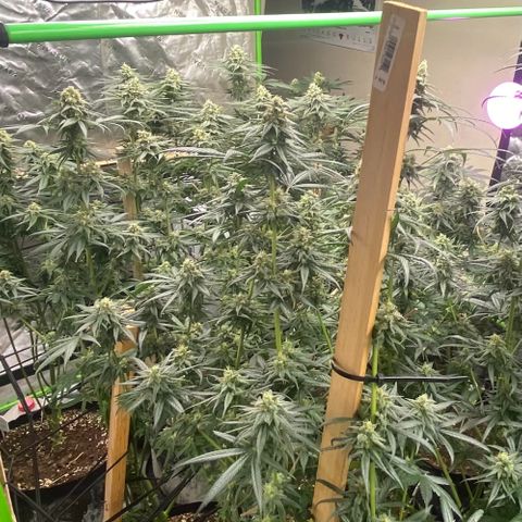 Baker bros  growlog timeline photo