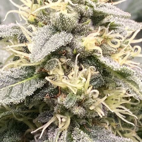 Baker bros  growlog timeline photo