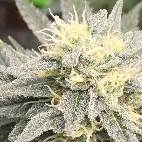 Baker bros  growlog timeline photo
