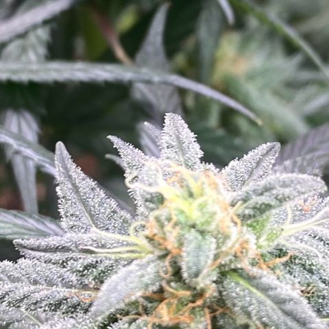 Baker bros  growlog timeline photo