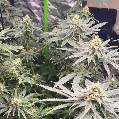 Baker bros  growlog timeline photo