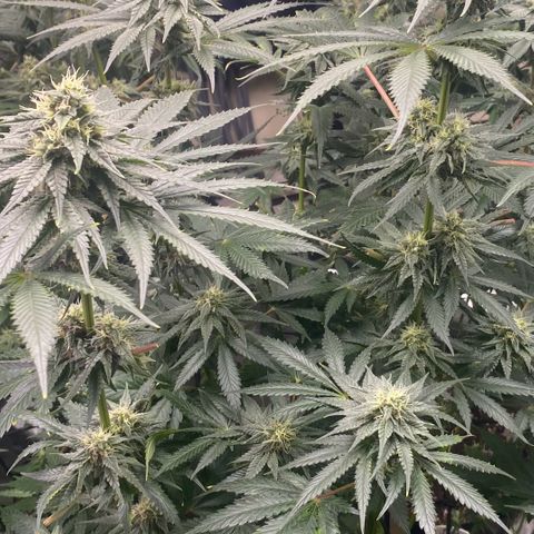 Baker bros  growlog timeline photo