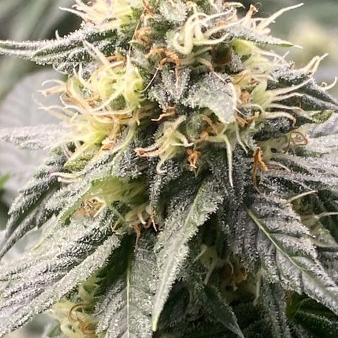 Baker bros  growlog timeline photo