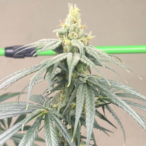 Baker bros  growlog timeline photo