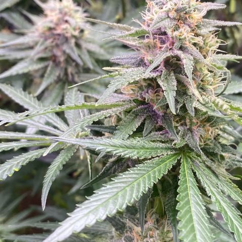 Baker bros  growlog timeline photo