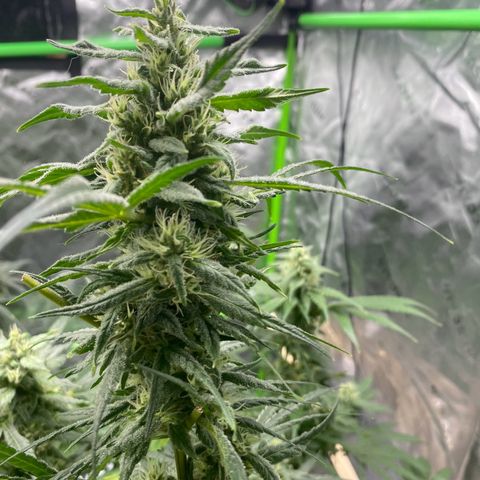 Baker bros  growlog timeline photo