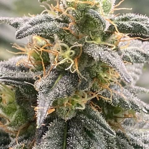 Baker bros  growlog timeline photo