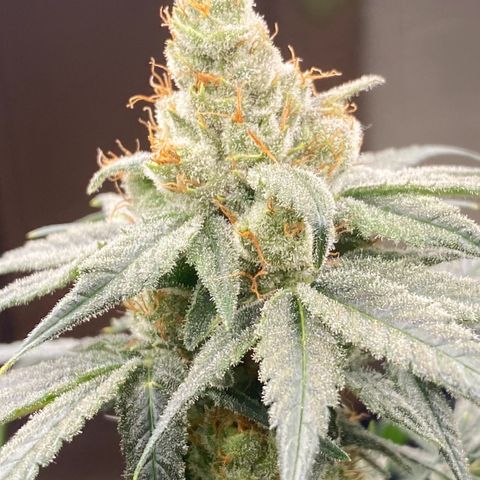 Baker bros  growlog timeline photo