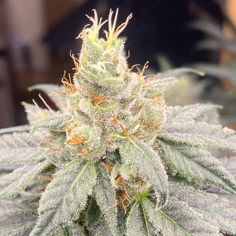 Baker bros  growlog timeline photo