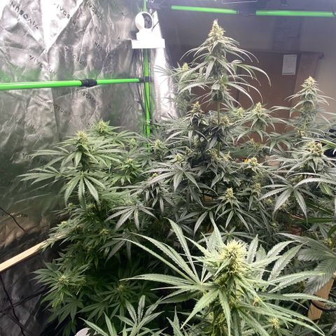 Baker bros  growlog timeline photo