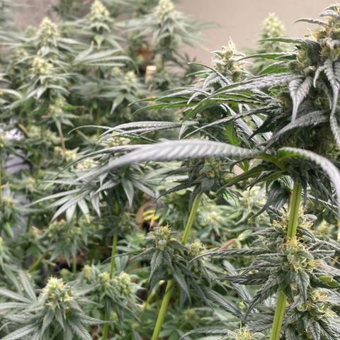 Baker bros  growlog timeline photo