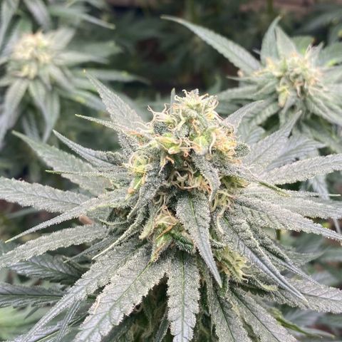 Baker bros  growlog timeline photo