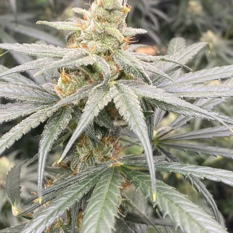Baker bros  growlog timeline photo