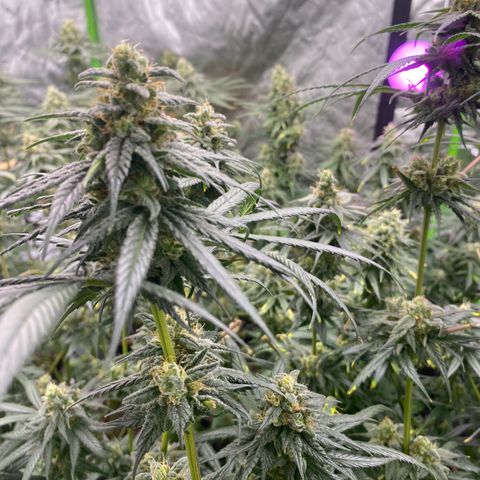 Baker bros  growlog timeline photo