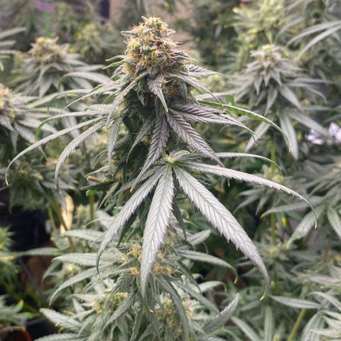 Baker bros  growlog timeline photo