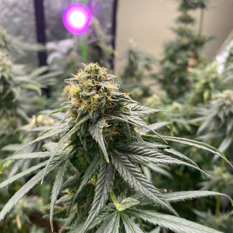 Baker bros  growlog timeline photo