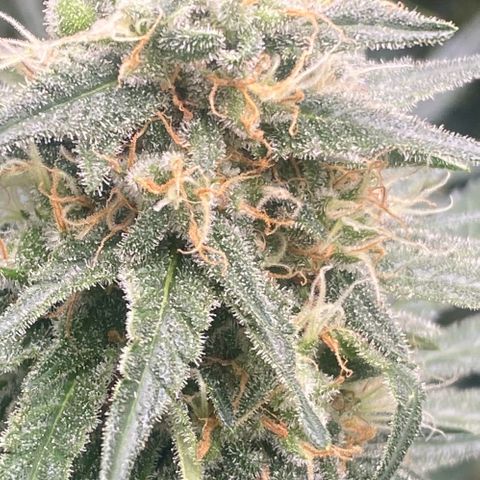 Baker bros  growlog timeline photo